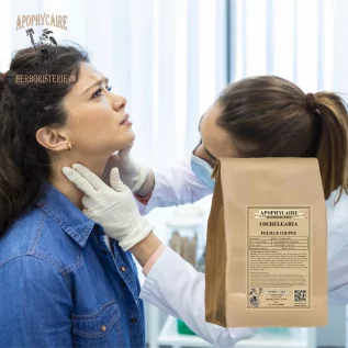 Cochléaria feuille coupée (Cochlearia officinalis) - Apophycaire