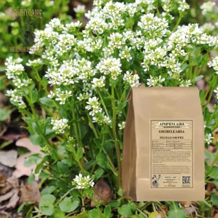 Cochlearia officinalis | Apothecary