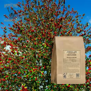 Membrillo de hoja cortada – Cydonia vulgaris | Apophycarius