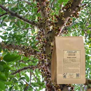 Copalchi cut bark – Croton niveus | Apophycaire