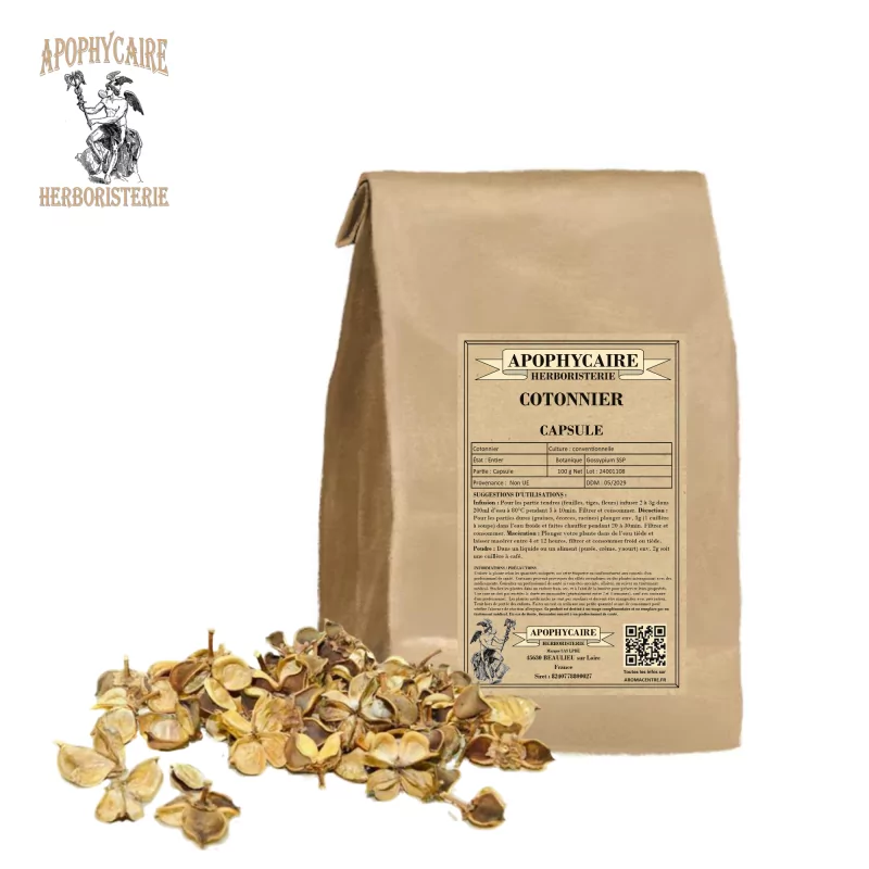 Capsule - cosse de coton (Gossypium SSP) - Apophycaire