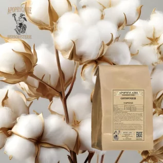 Cápsula del fruto del algodón – Gossypium spp. | Apophycarius