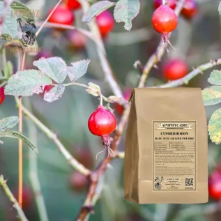 Bayas de rosa mosqueta con polvo de semillas – Rosa canina | Apophycarius