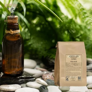 Geschnittene Kegelzypresse – Cupressus sempervirens | Apophycaire