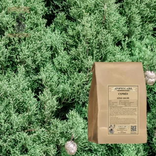 Kesilmiş koni selvi – Cupressus sempervirens | Apophycaire