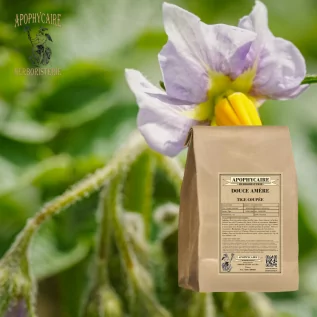 Bittersweet cut stem – Solanum dulcamara | Apothecary