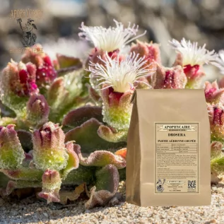 Drosera aerial part cut – Drosera longifolia | Apophycaire