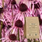 Echinacea purpurea kök kesimi - Eczacı