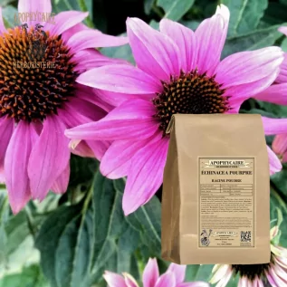 Polvo de raíz de equinácea purpúrea – Echinacea purpurea | Apophycarius