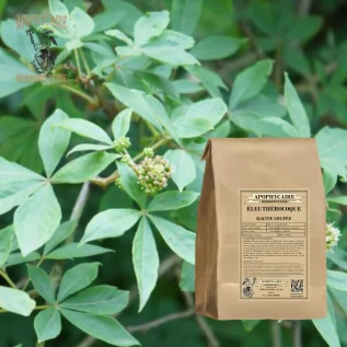 Eleutherococcus-Wurzel geschnitten – Eleutherococcus senticosus | Apophycarius