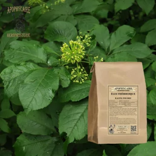 Eleutherococcus root powder – Eleutherococcus senticosus | Apophycaire