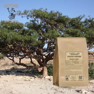 Tütsü Carterii Gözyaşları Serbest Bırakıyor – Boswellia carterii | Apophycarius