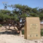 Frankincense Carterii Tears Loose (Boswelia carterii) - Apophycaire