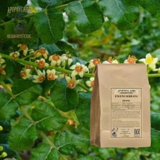Serrata-Räucherpulver – Boswellia serrata | Apophycarius
