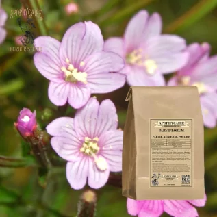 Infusion Epilobe Parviflorum - Apophycaire