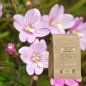 Willowherb Parviflorum powder (Epilobium parviflorum) - Apophycaire Willowherb Parviflorum powder (Epilobium parviflorum) - Apophycaire