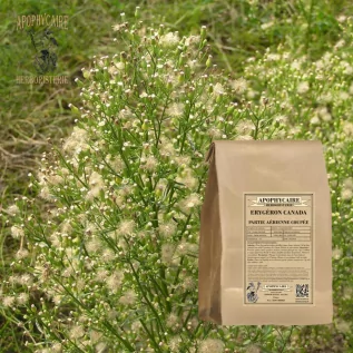 Kanada Erygeron'unun havadan kesilmiş kısmı – Erigeron canadensis | Apophycarius