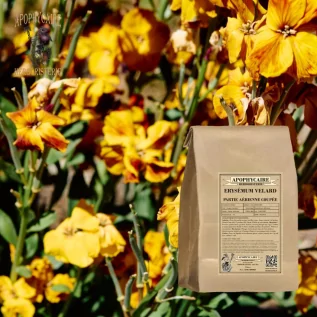 Erysimum velard hava parçası kesimi – Sisymbrium officinal | Apophycarius