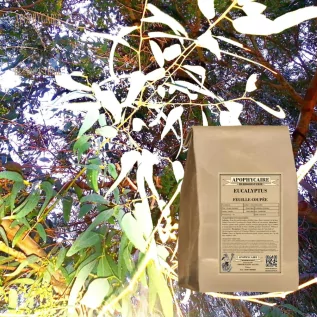 Eukalyptusblatt geschnitten – Eucalyptus globulus | Apophycarius