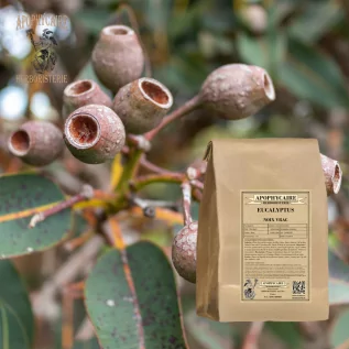 Eucalyptus globulus – Eucalyptus noix vrac | Apophycaire