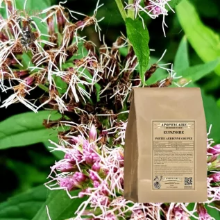 Oberirdischer Teil des Wasserdosts, geschnitten – Eupatorium cannabinum | Apophycarius