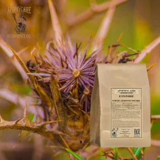 Joe Pye Weed Powder – Eupatorium cannabinum | Apophycaire