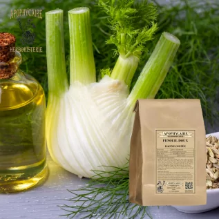 Sweet fennel root cut – Foeniculum dulce | Apophycaire