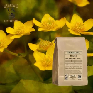 Lesser celandine aerial part cut – Ficaria ranunculoides | Apophycaire