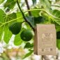 Schnittblattfeige (Ficus carica) - Apophycaire