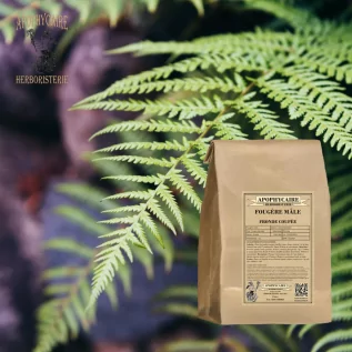 tisane Fougère fronde (Filix mas) - Apophycaire