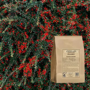 Kasap Süpürgesi (Fragron) kesilmiş kökü – Ruscus aculeatus | Apophycarius