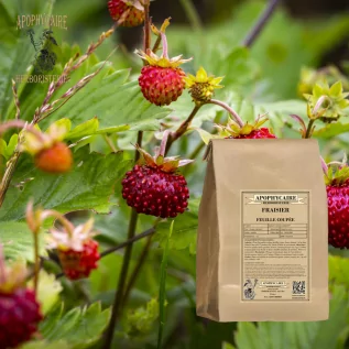 Kesik yapraklı çilek – Fragaria vesca | Apophycarius