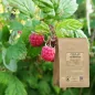 Geschnittene Himbeere (Rubus idaeus) - Apophycaire