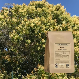 Corteza cortada en ceniza – Fraxinus excelsior | Apophycarius