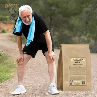 Schnittblatt-Esche – Fraxinus excelsior | Apophycarius