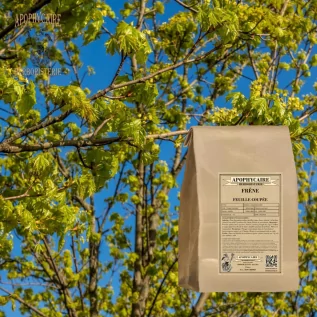 Fresno de hoja cortada – Fraxinus excelsior | Apophycarius