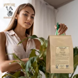 Fucus ssp (Fucus ssp) – Apophycaire