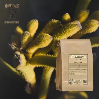 tisane Fucus algue - Apophycaire