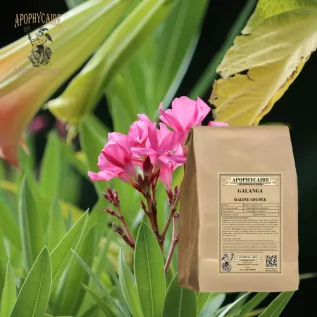 Galgantwurzel geschnitten – Alpinia officinarum | Apophycarius