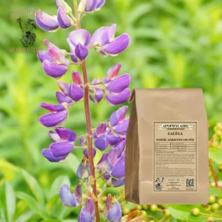 Keçi gözü kısmı kesilmiş – Galega officinalis | Apophycarius