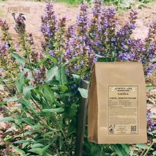 Ziegenaugenpulver – Galega officinalis | Apophycarius