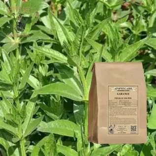 Cut leaf madder – Rubia tinctorum | Apophycaire