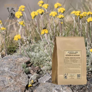 Alpine Genepi aerial part – Artemisia glacialis | Apophycaire