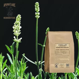 Alpine Genepi'nin hava kısmı – Artemisia mutellina | Apophycarius