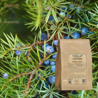 Rama cortada de enebro – Juniperus communis | Apophycarius