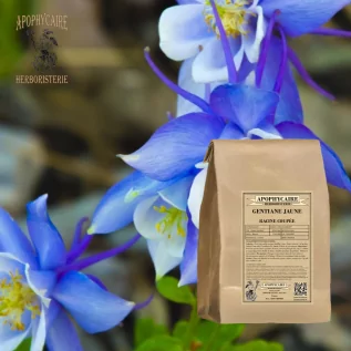 Raíz cortada de genciana amarilla – Gentiana lutea | Apophycarius