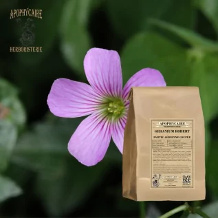 Oberirdischer Teil des Storchschnabels – Geranium robertianum | Apophycarius