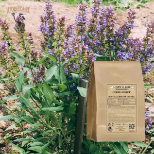 Germander aerial part – Teucrium chamaedrys | Apophycaire