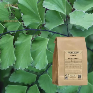 Hoja cortada de Ginkgo biloba – Ginkgo biloba | Apophycarius