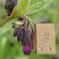 Sıradan Comfrey (Symphytum officinale) - Apophycaire